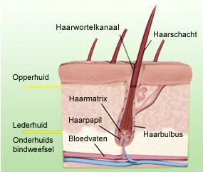haargroei proces